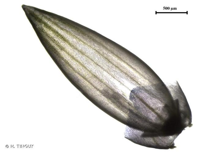 <i>Panicum dichotomiflorum</i> Michx., 1803 © H. TINGUY