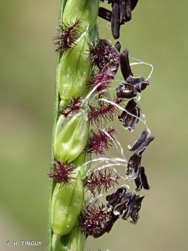 <i>Paspalum distichum</i> L., 1759 © H. TINGUY