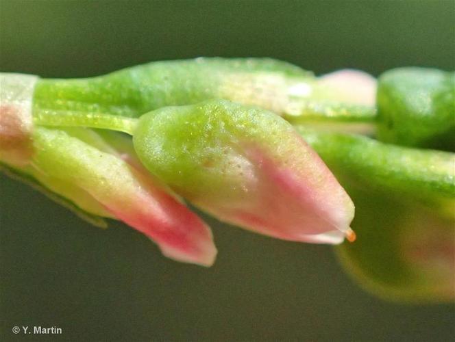 <i>Persicaria hydropiper</i> (L.) Spach, 1841 © 