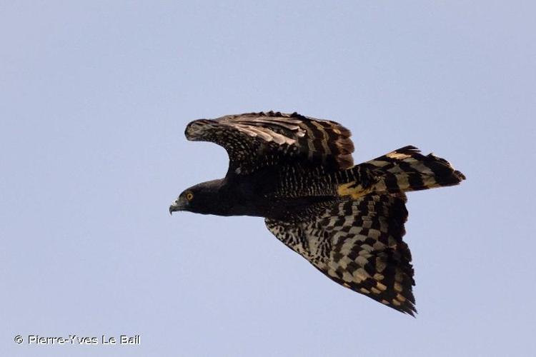 <i>Spizaetus tyrannus</i> (Wied-Neuwied, 1820) © Pierre-Yves Le Bail