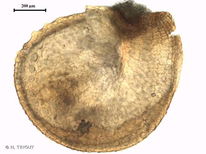 <i>Portulaca oleracea</i> L., 1753 © H. TINGUY