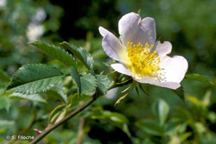 <i>Rosa canina</i> L., 1753 © S. Filoche