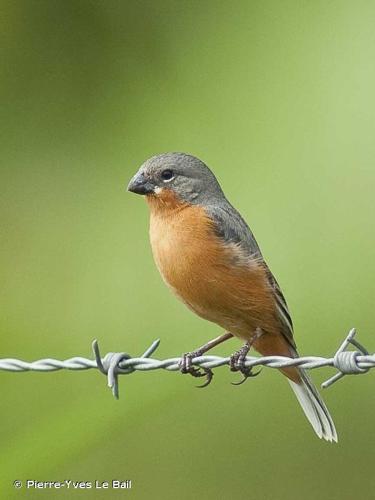 <i>Sporophila minuta</i> (Linnaeus, 1758) © Pierre-Yves Le Bail