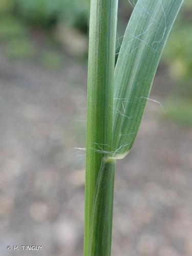 <i>Setaria parviflora</i> (Poir.) Kerguélen, 1987 © H. TINGUY