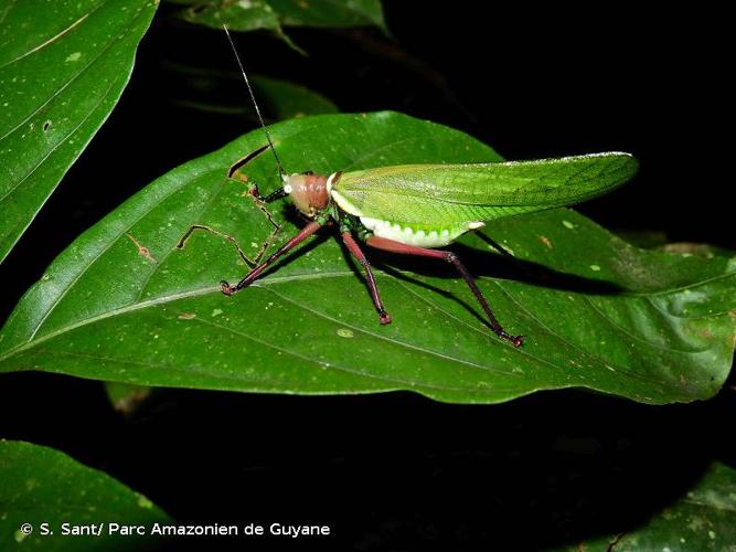 <i>Moncheca spinifrons</i> (Saussure & Pictet, 1898) © S. Sant/ Parc Amazonien de Guyane