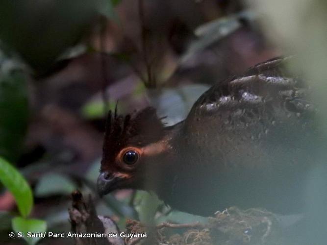 <i>Odontophorus gujanensis</i> (Gmelin, 1789) © S. Sant/ Parc Amazonien de Guyane