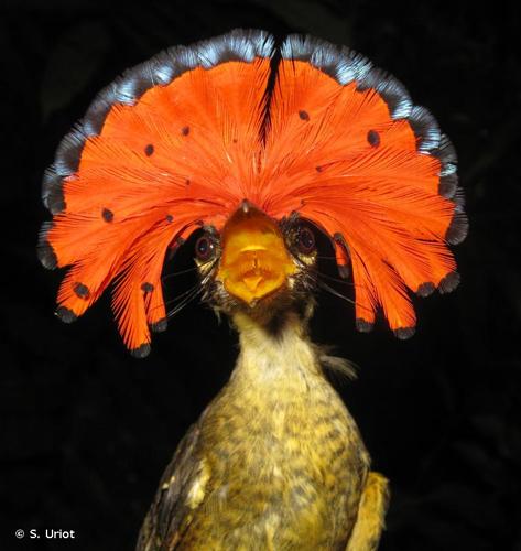 <i>Onychorhynchus coronatus</i> (P. L. S. Müller, 1776) © S. Uriot