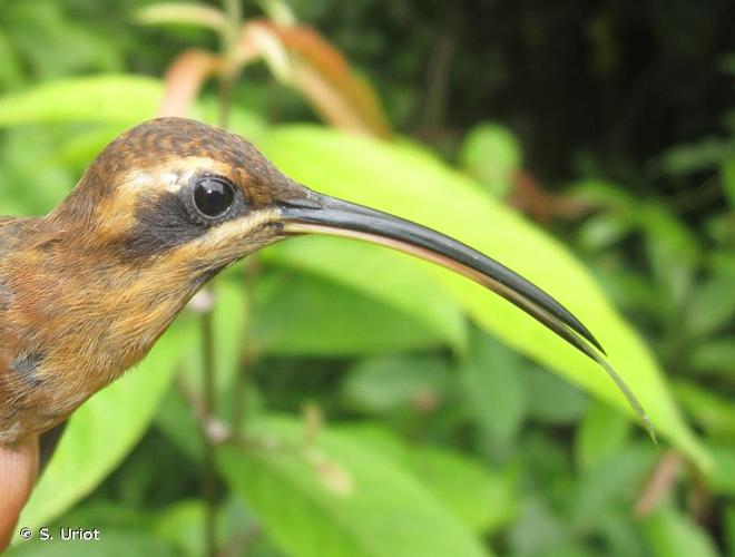 <i>Phaethornis longuemareus</i> (Lesson, 1832) © S. Uriot