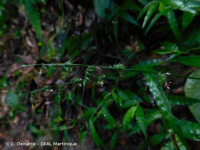 <i>Oplismenus hirtellus</i> (L.) P.Beauv., 1812 © C. Delnatte - DEAL Martinique