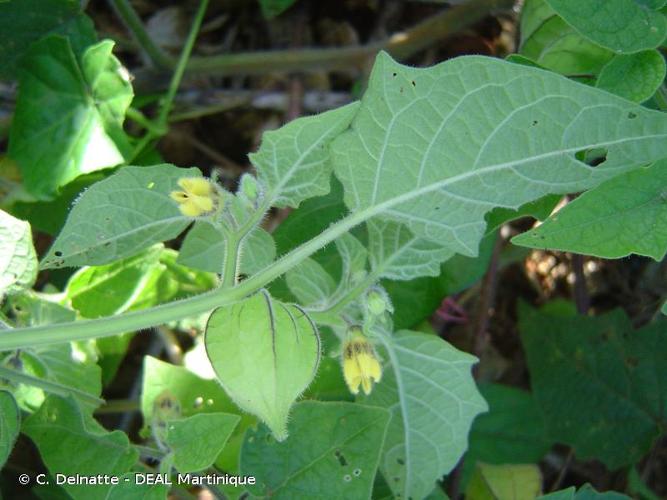 <i>Physalis pubescens</i> L., 1753 © C. Delnatte - DEAL Martinique