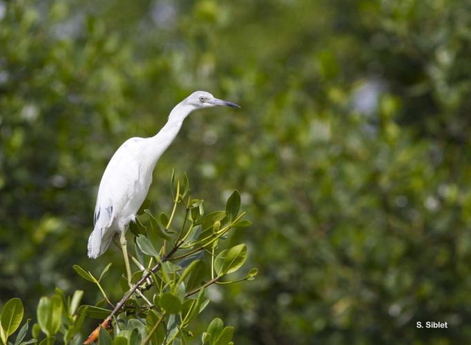 <i>Egretta caerulea</i> (Linnaeus, 1758) © S. Siblet