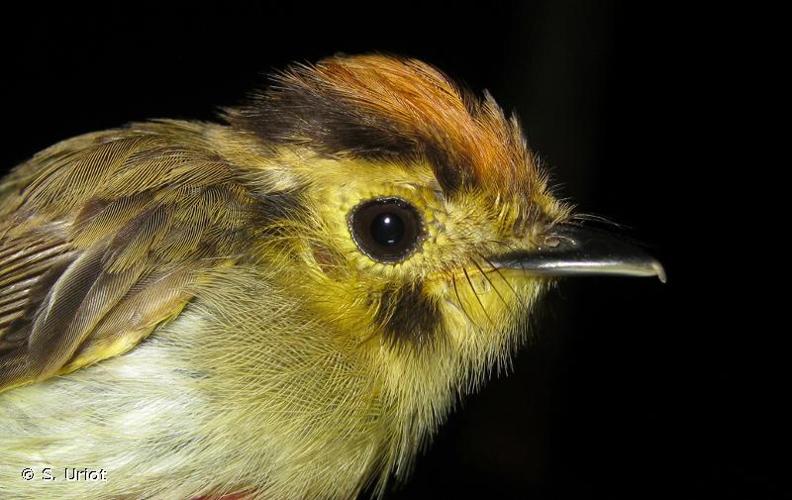 <i>Platyrinchus coronatus</i> Sclater, 1858 © S. Uriot