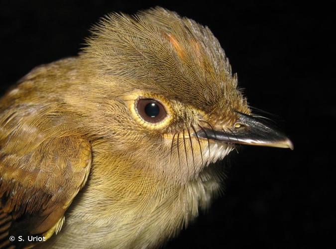 <i>Platyrinchus saturatus</i> Salvin & Goldman, 1882 © S. Uriot