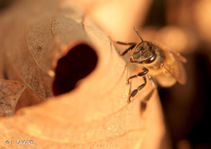 <i>Apis mellifera</i> Linnaeus, 1758 © J. LAIGNEL