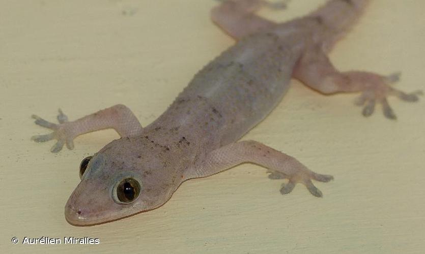 <i>Hemidactylus mabouia</i> (Moreau de Jonnès, 1818) © Aurélien Miralles