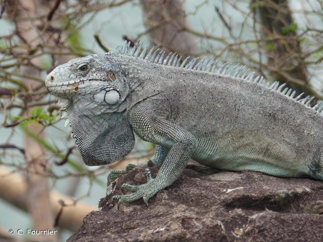 <i>Iguana iguana</i> (Linnaeus, 1758) © C. Fournier