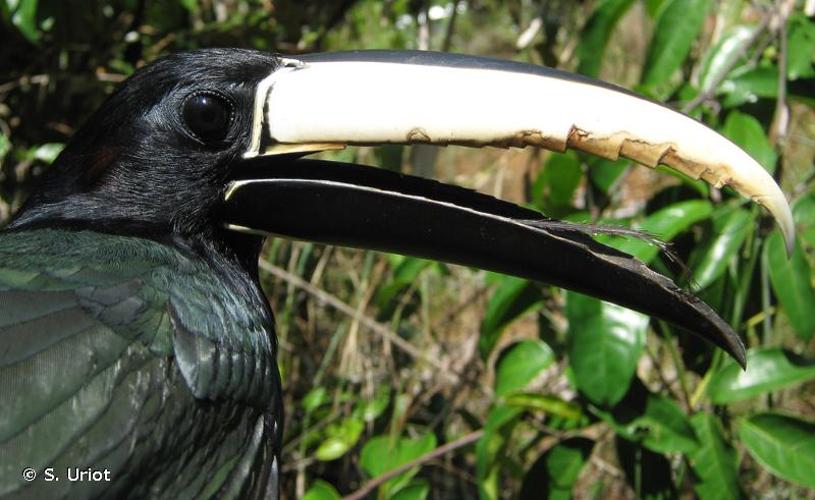 <i>Pteroglossus aracari</i> (Linnaeus, 1758) © S. Uriot