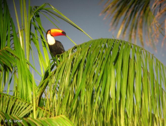 <i>Ramphastos toco</i> Statius Müller, 1776 © S. Uriot