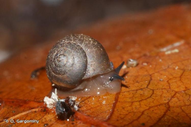 <i>Alcadia kuehni</i> (L. Pfeiffer, 1872) © O. Gargominy