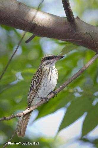 <i>Myiodynastes maculatus</i> (Statius Müller, 1776) © Pierre-Yves Le Bail