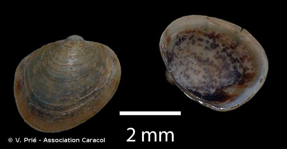 <i>Eupera viridans</i> (Prime, 1865) © V. Prié - Association Caracol