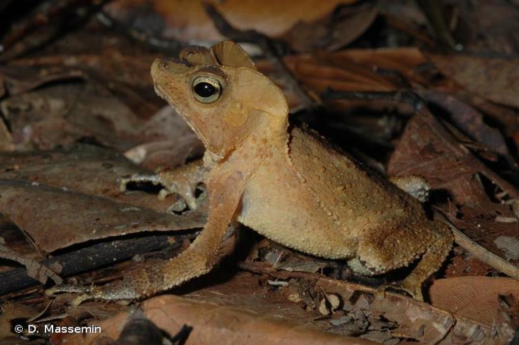 <i>Rhinella margaritifera</i> (Laurenti, 1768) © D. Massemin