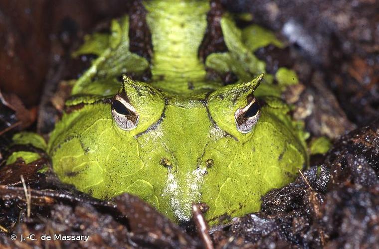 <i>Ceratophrys cornuta</i> (Linnaeus, 1758) © J.-C. de Massary