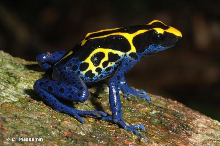 <i>Dendrobates tinctorius</i> (Cuvier, 1797) © D. Massemin