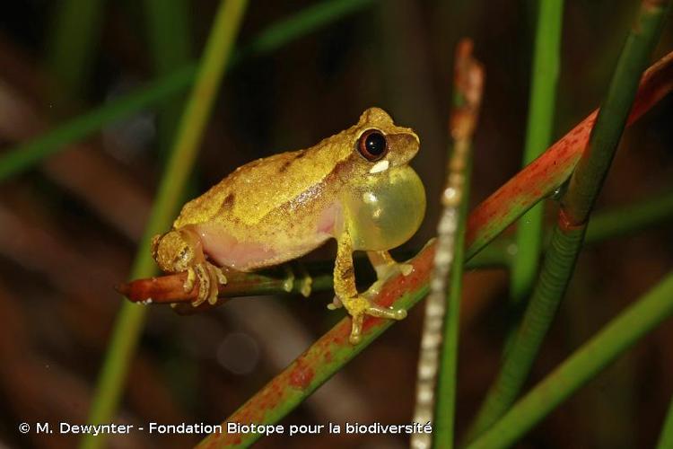 <i>Dendropsophus gaucheri</i> (Lescure & Marty, 2000) © M. Dewynter - Fondation Biotope pour la biodiversité