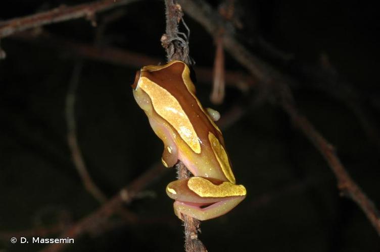 <i>Dendropsophus leucophyllatus</i> (Beireis, 1783) © D. Massemin