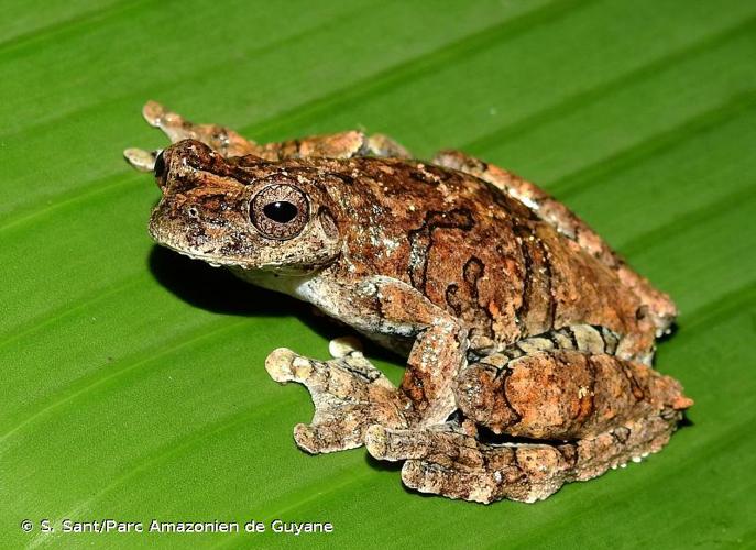 <i>Dendropsophus melanargyreus</i> (Cope, 1887) © S. Sant/Parc Amazonien de Guyane