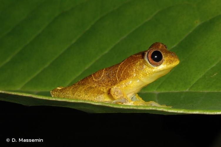 <i>Dendropsophus minutus</i> (W. Peters, 1872) © D. Massemin