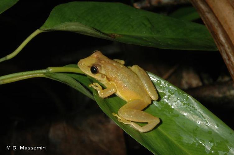 <i>Scinax boesemani</i> (Goin, 1966) © D. Massemin