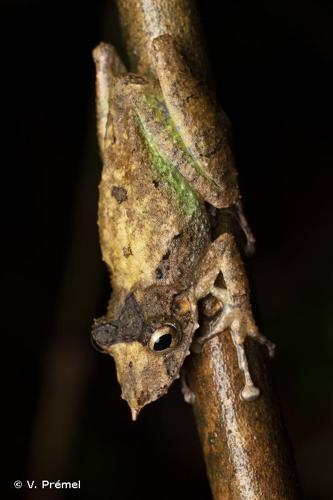 <i>Scinax proboscideus</i> (Brongersma, 1933) © V. Prémel