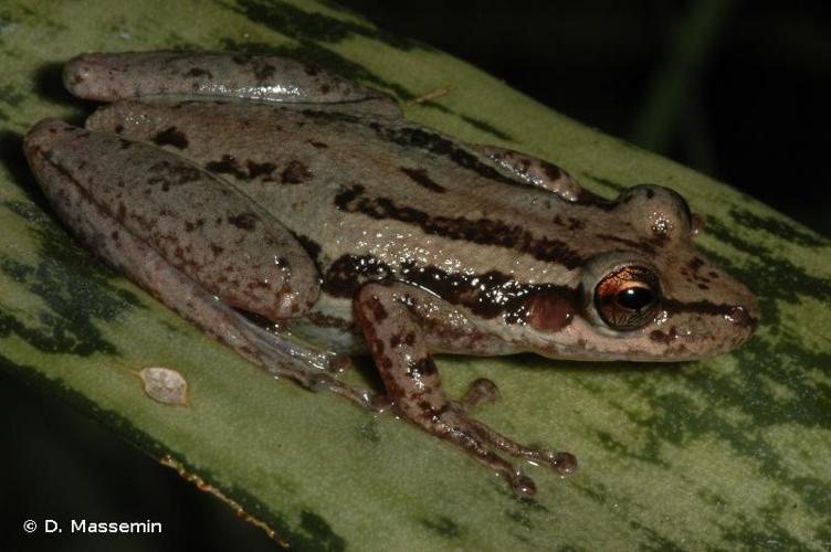 <i>Scinax ruber</i> (Laurenti, 1768) © D. Massemin