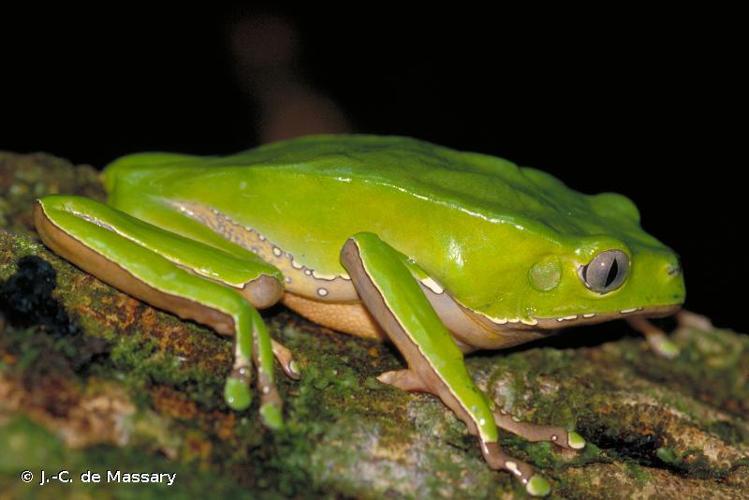 <i>Phyllomedusa bicolor</i> (Boddaert, 1772) © J.-C. de Massary