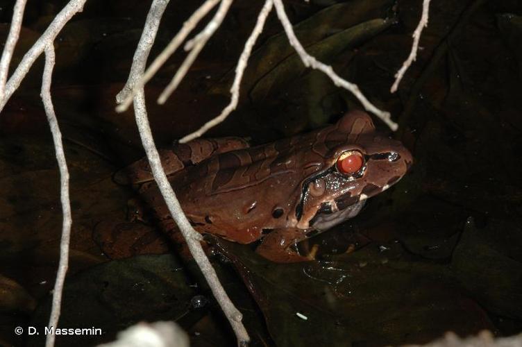 <i>Leptodactylus knudseni</i> Heyer, 1972 © D. Massemin