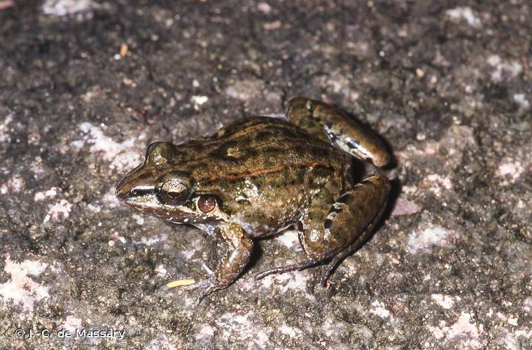 <i>Leptodactylus longirostris</i> Boulenger, 1882 © J.-C. de Massary