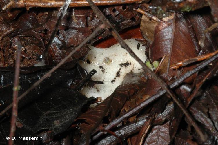 <i>Leptodactylus mystaceus</i> (Spix, 1824) © D. Massemin