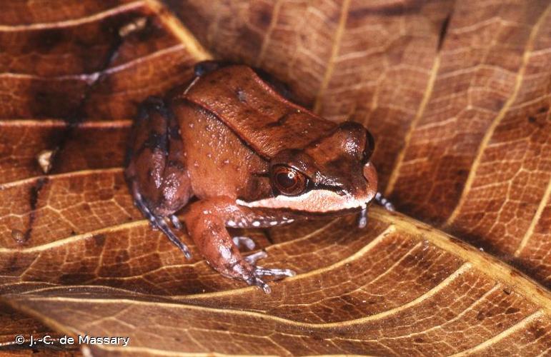 <i>Leptodactylus rhodomystax</i> Boulenger, 1884 © J.-C. de Massary