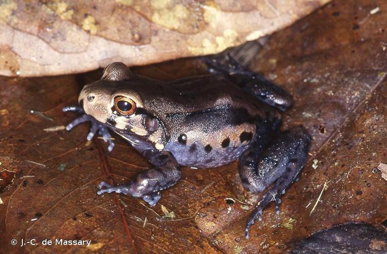 <i>Leptodactylus stenodema</i> Jiménez de la Espada, 1875 © J.-C. de Massary