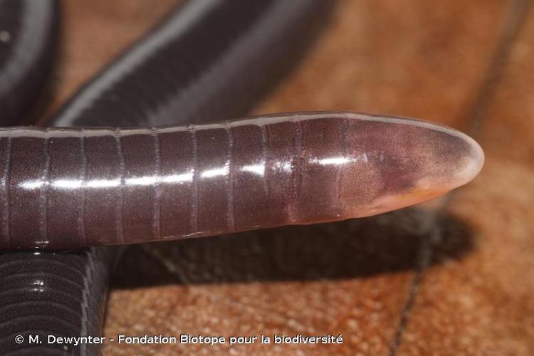 <i>Microcaecilia unicolor</i> (Duméril, 1863) © M. Dewynter - Fondation Biotope pour la biodiversité