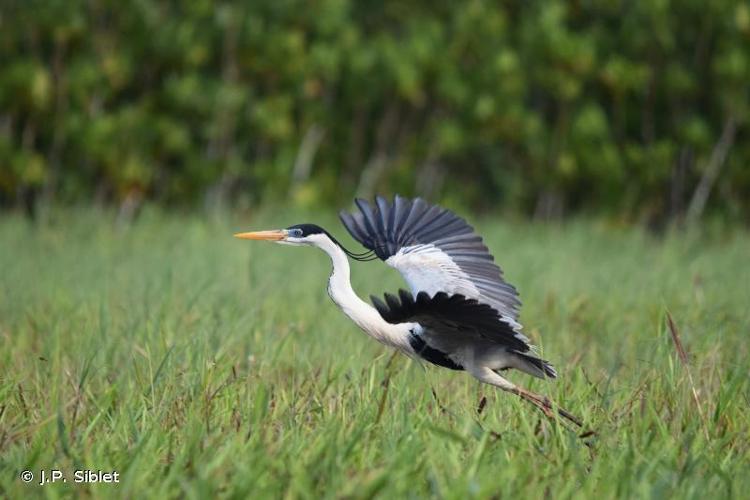 <i>Ardea cocoi</i> Linnaeus, 1766 © J.P. Siblet