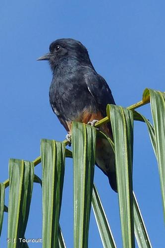 <i>Chelidoptera tenebrosa</i> (Pallas, 1782) © J. Touroult