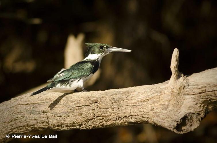 <i>Chloroceryle amazona</i> (Latham, 1790) © Pierre-Yves Le Bail