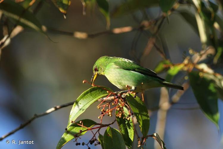 <i>Chlorophanes spiza</i> (Linnaeus, 1758) © R. Jantot