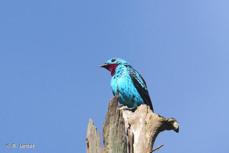 <i>Cotinga cayana</i> (Linnaeus, 1766) © R. Jantot