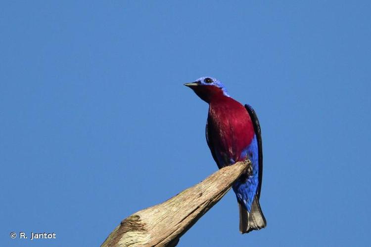 <i>Cotinga cotinga</i> (Linnaeus, 1766) © R. Jantot