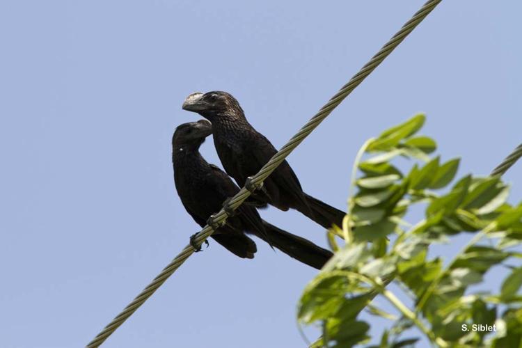 <i>Crotophaga ani</i> Linnaeus, 1758 © S. Siblet