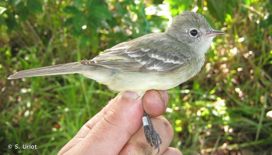 <i>Elaenia chiriquensis</i> Lawrence, 1865 © S. Uriot